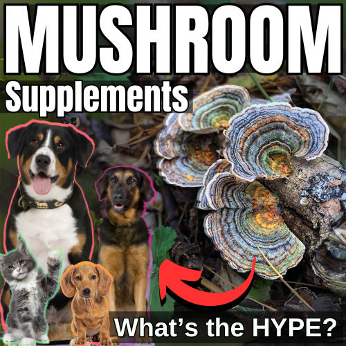 What is all the Hype about Mushroom Supplements?