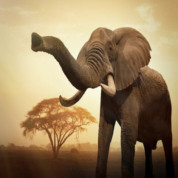  African Adventure