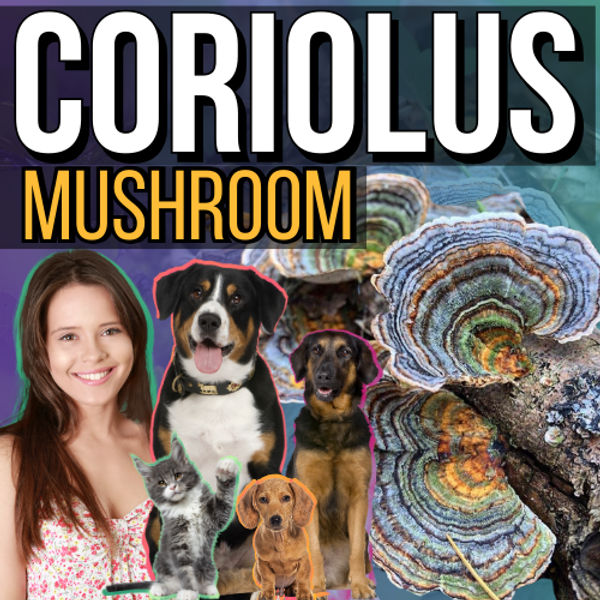 The Power of Coriolus Versicolor: 