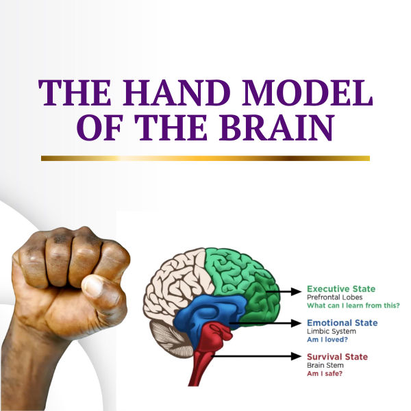 The Hand Model of the Brain: How the Brain Handles Stress