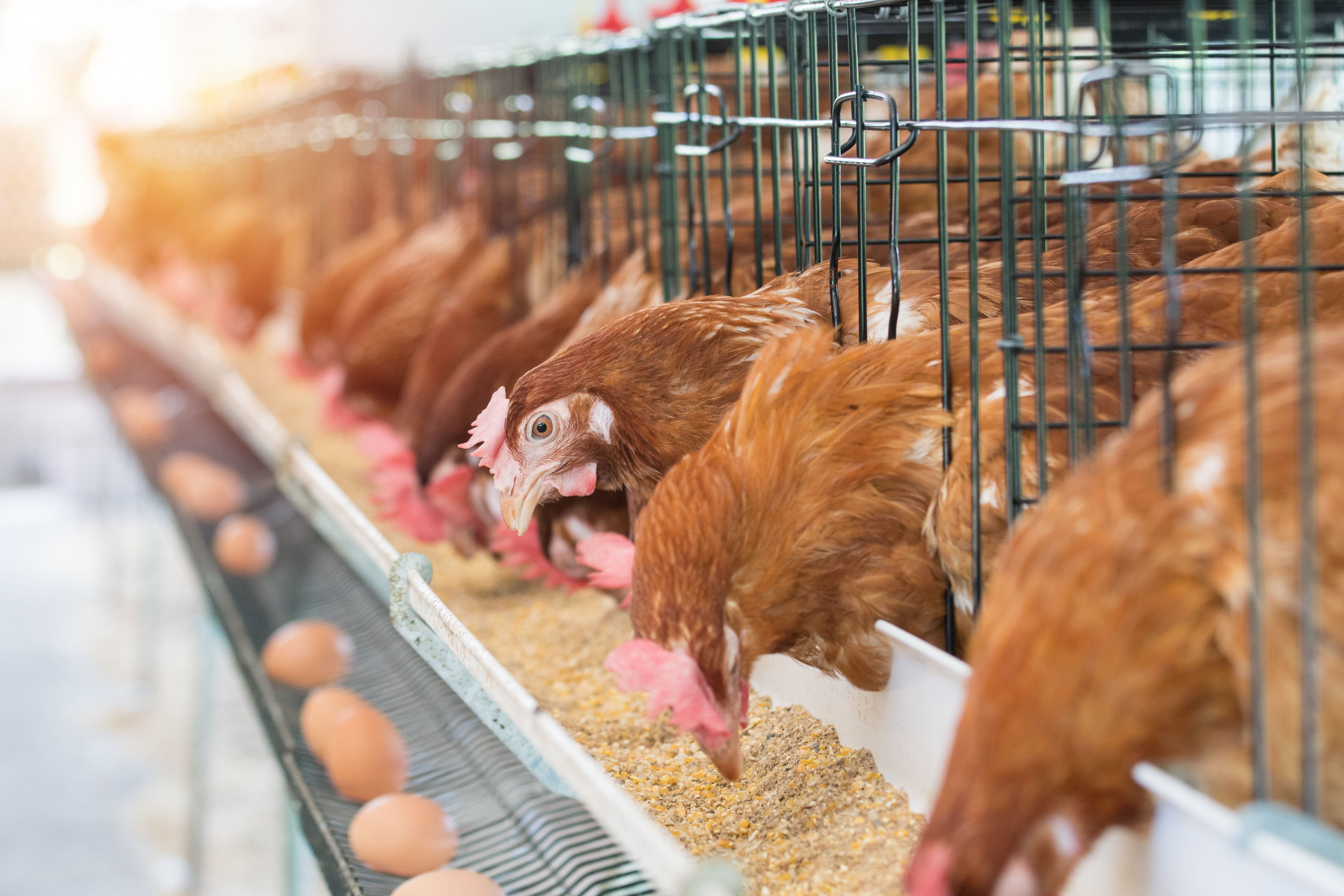 Poultry