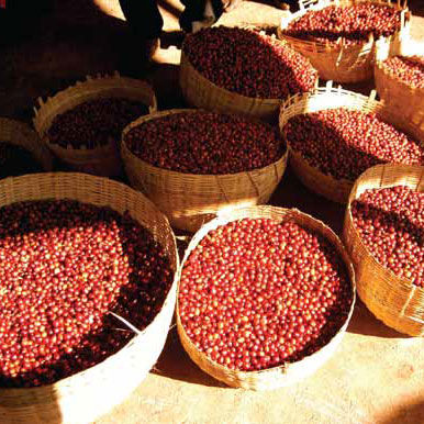 Coffee beans in open sacks