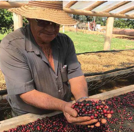 A man holding Coffee berries