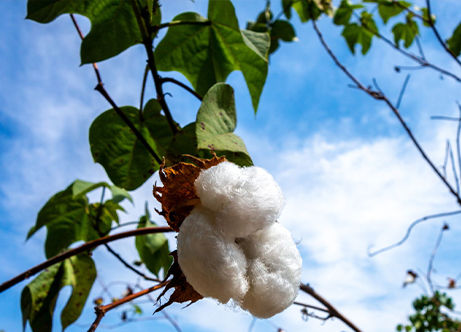 Cotton/Canvas