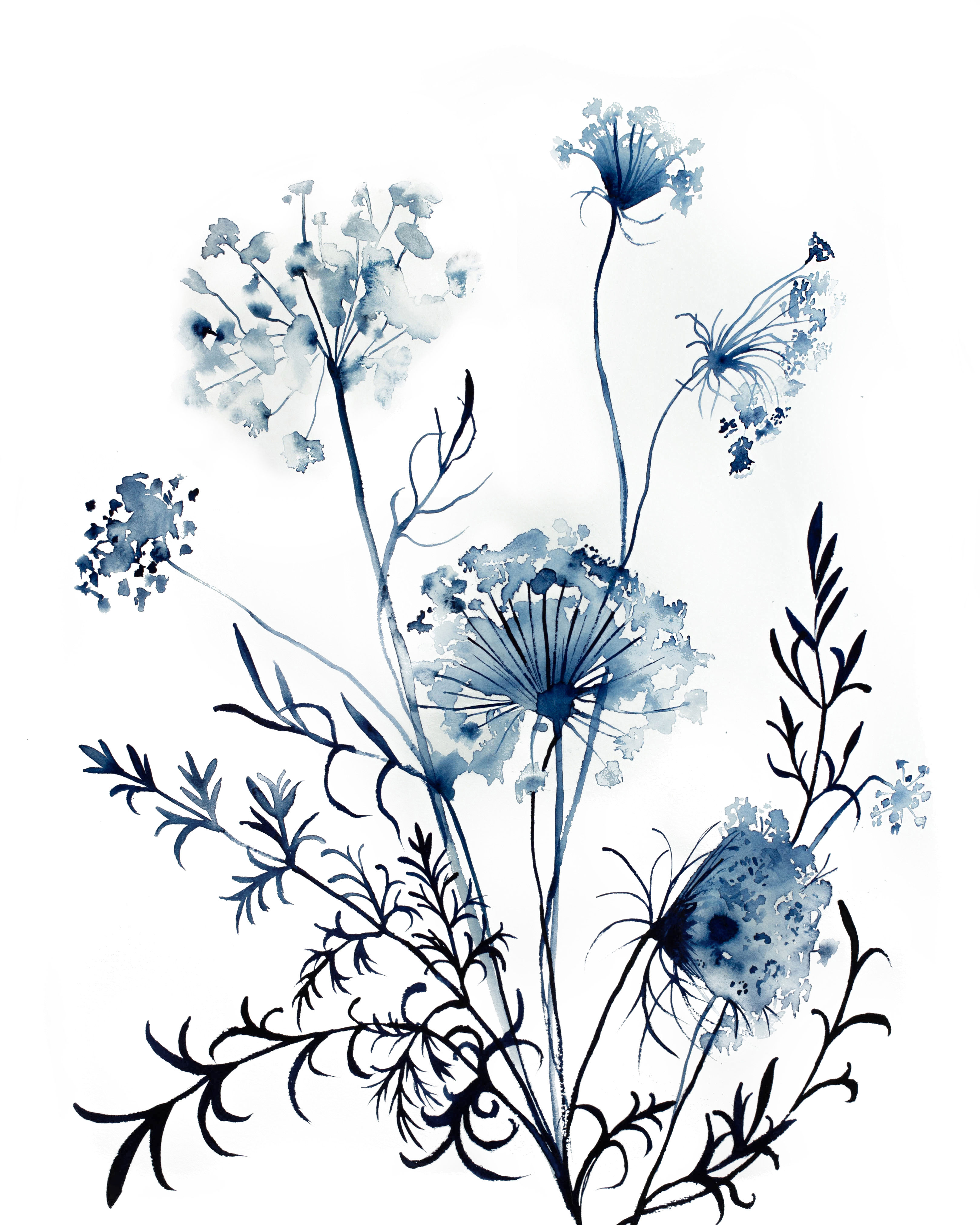 Download Gathering Queen Annes Lace Original Watercolor Art Collectibles Watercolor Seasonalliving Com