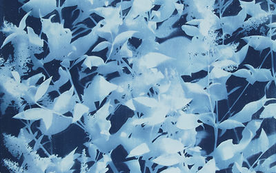 Brilliance in Blue - What are Cyanotypes?