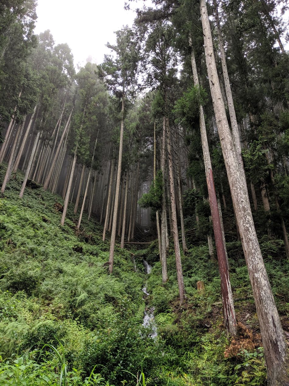 INTO THE WOODS: Crafted from Yoshino Nature