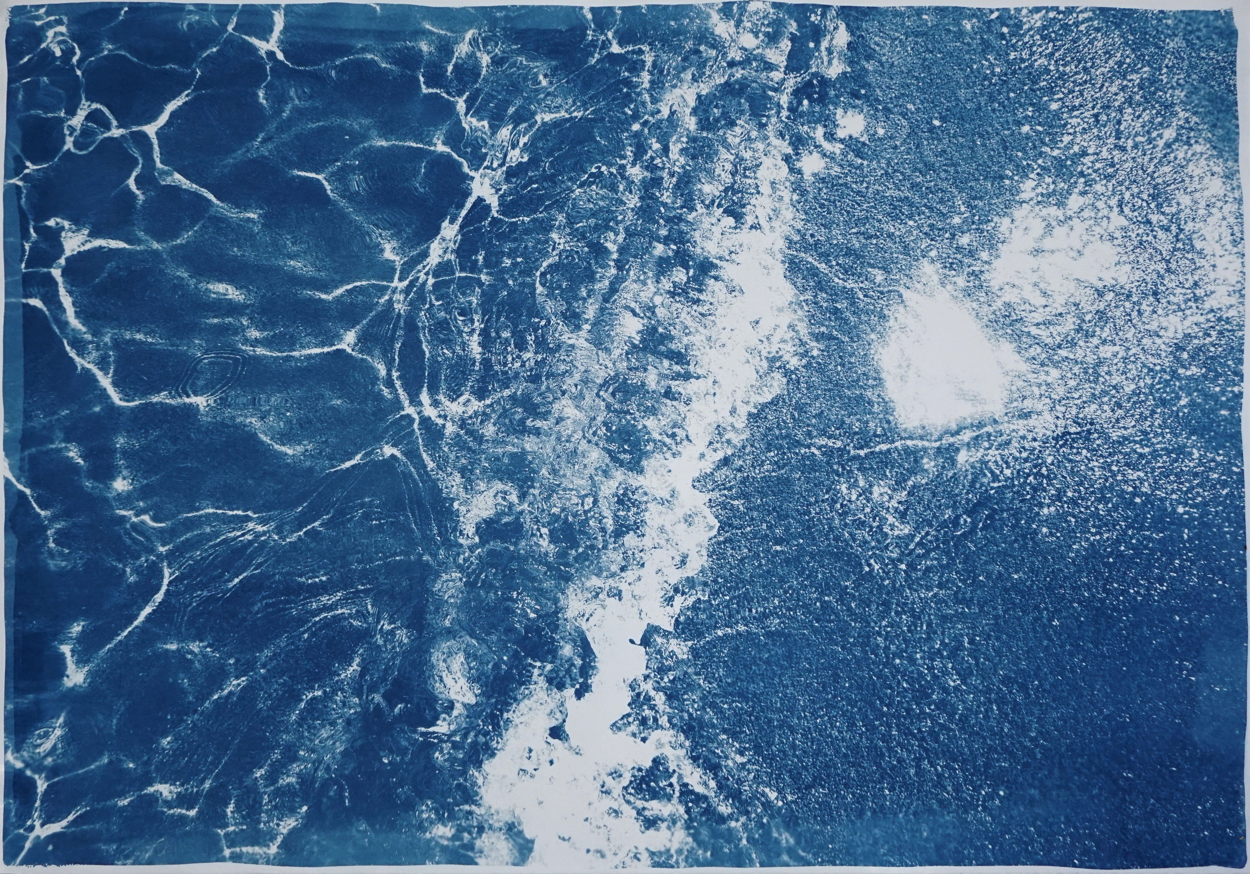 British Algae Cyanotype Art Print - Room Service