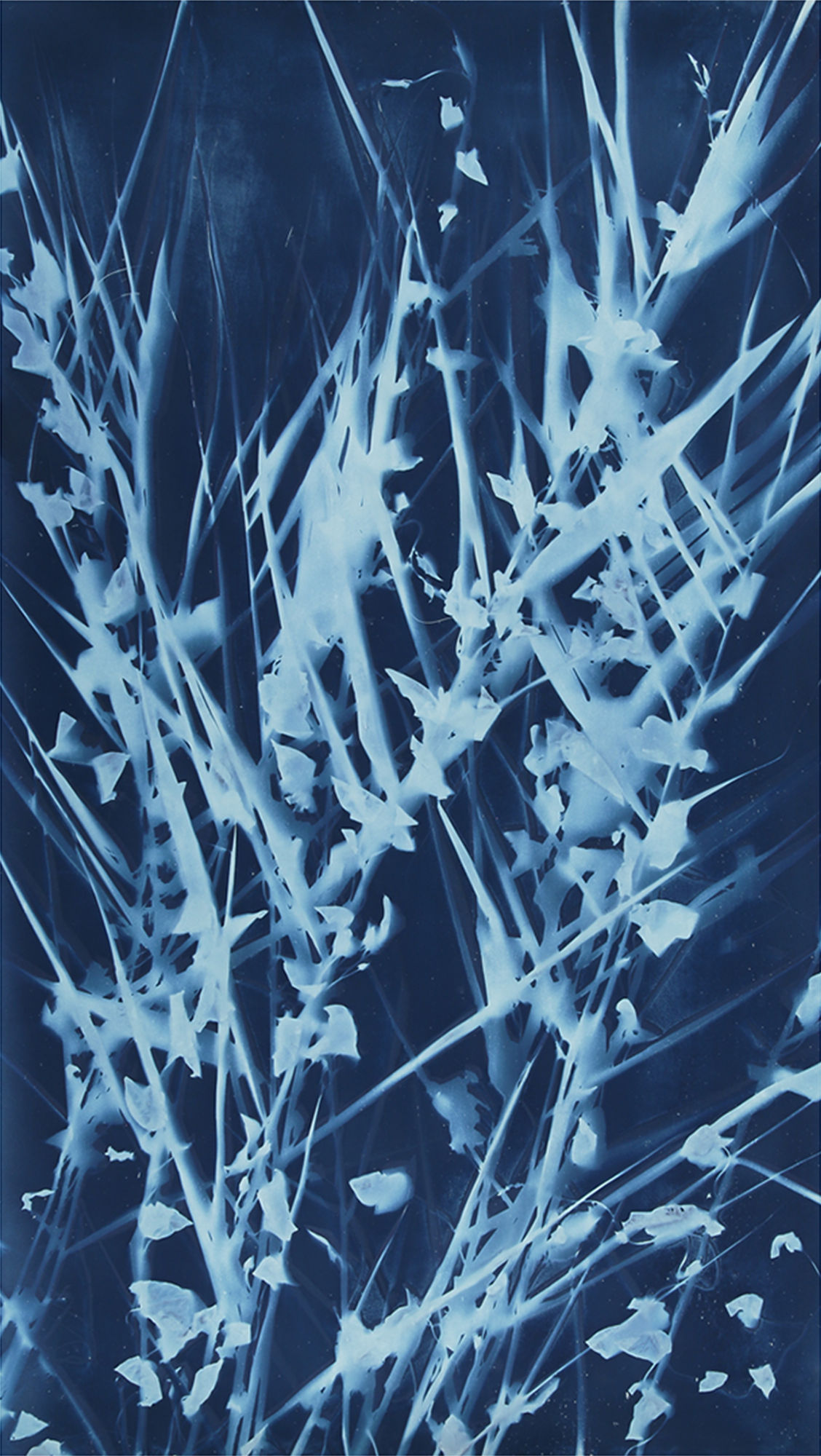 Cyanotype - Wikipedia