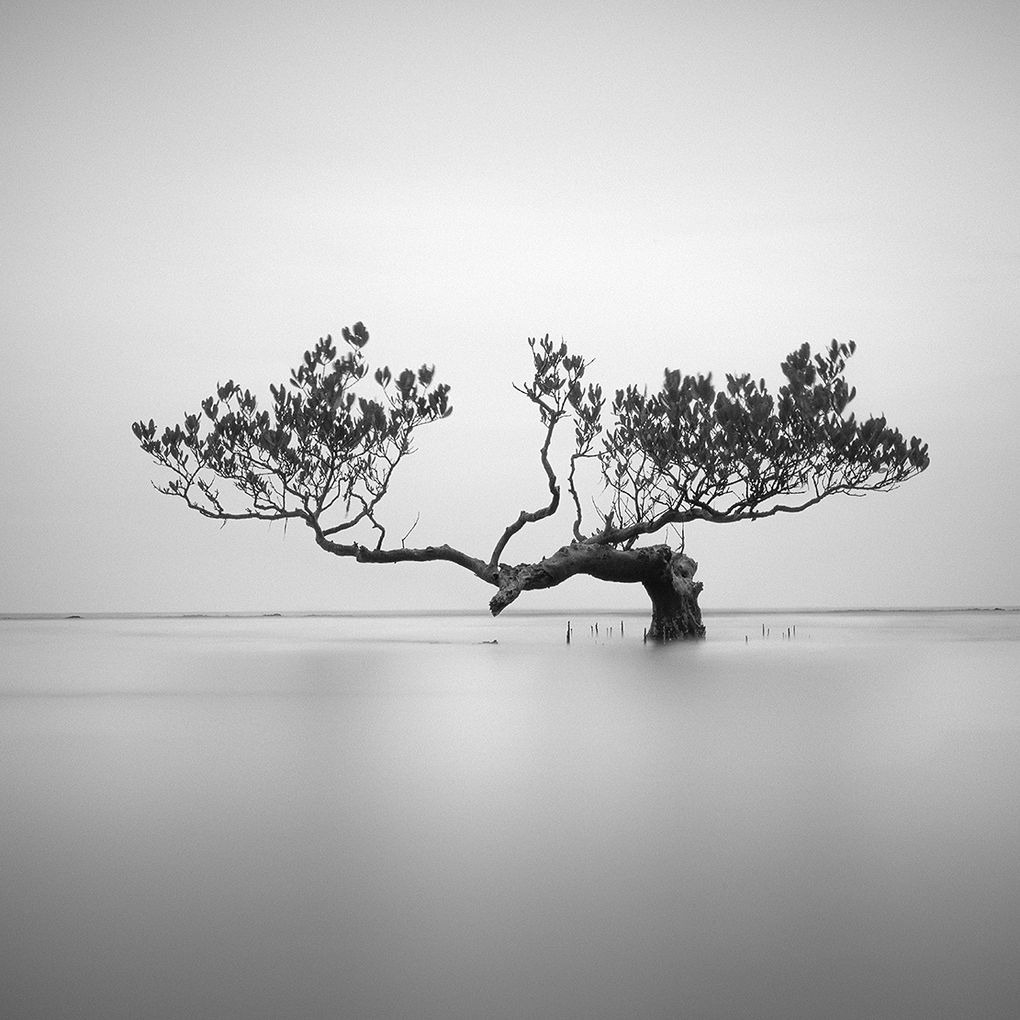 black and white tree photography