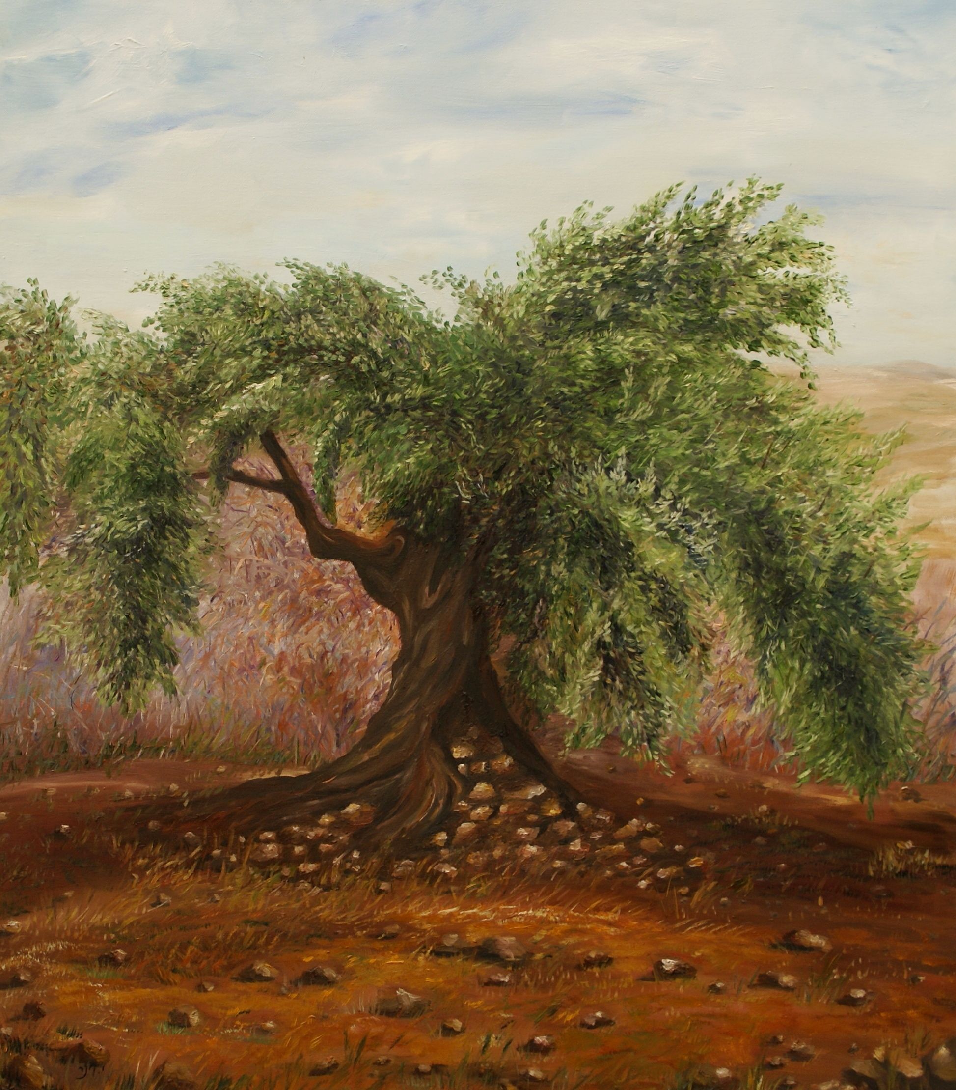 Israel Olive Tree