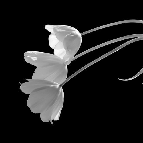 Curensology LIFE PICTURE COLLECTION （ヨコ） Life #4 by Yoichiro Nishimura 2019: Photograph | The Artling