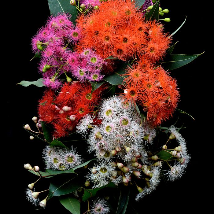 Flowering Gum Snowflake