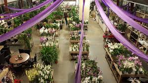 De Orchideeënwinkel