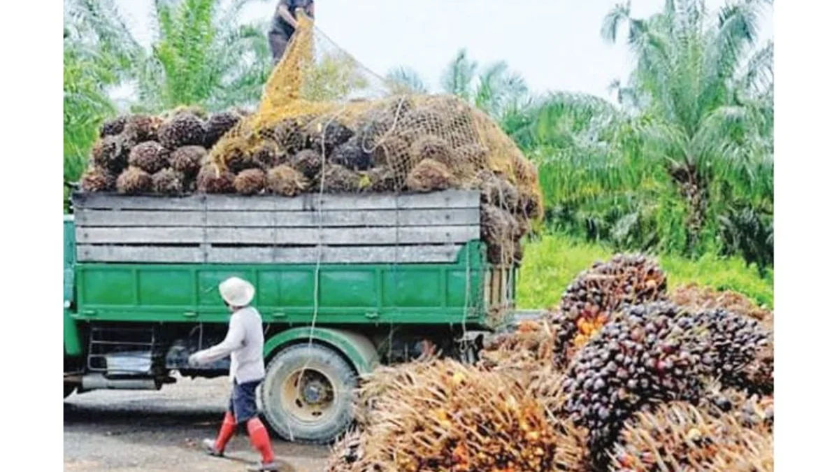 Geopolitics Drive Push For Edible Oil Self Sufficiency