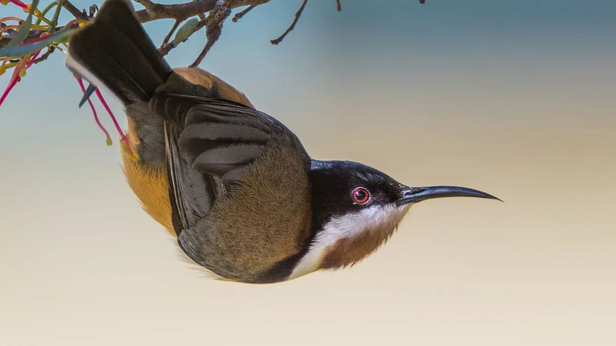 Global Bird Flu Outbreaks Threaten Wildlife Habitats and Biodiversity