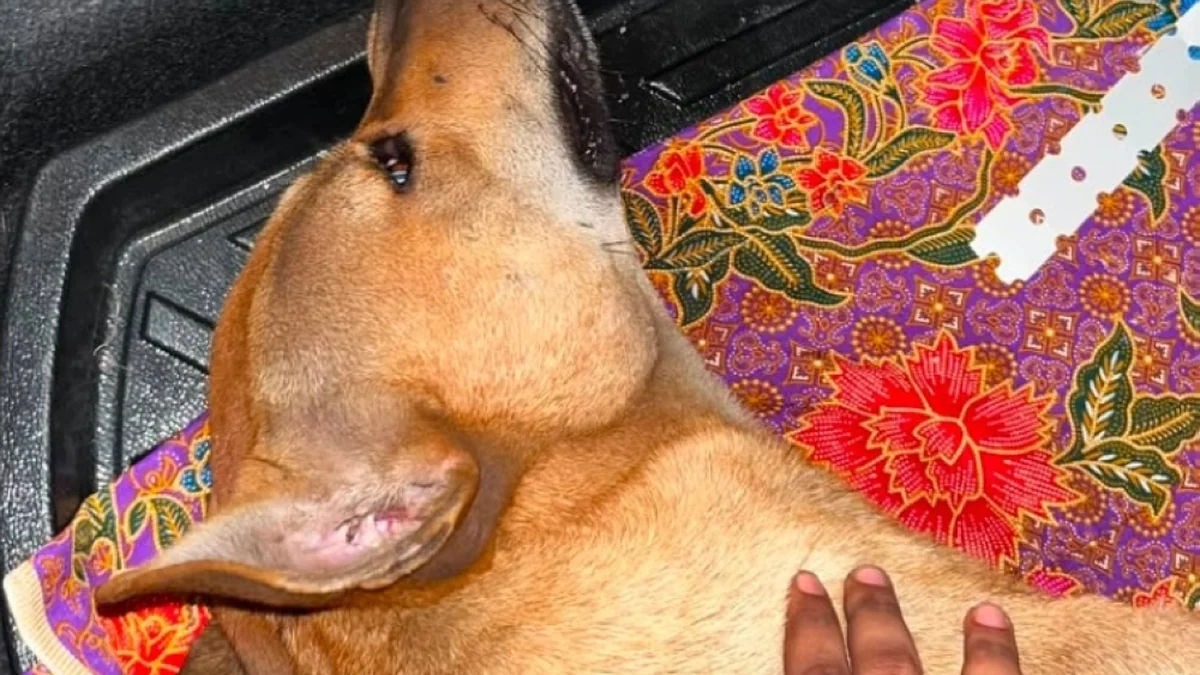 Port Klang Dog Abuse Case: Suspects To Face Court Today