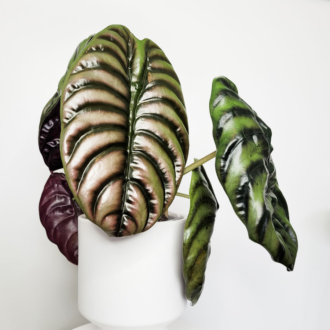 LECA Queen membership