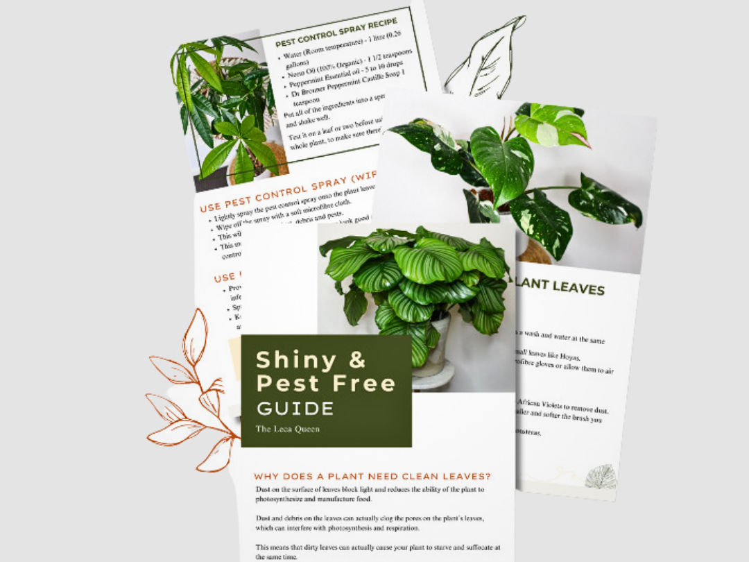 Digital plant care downloads