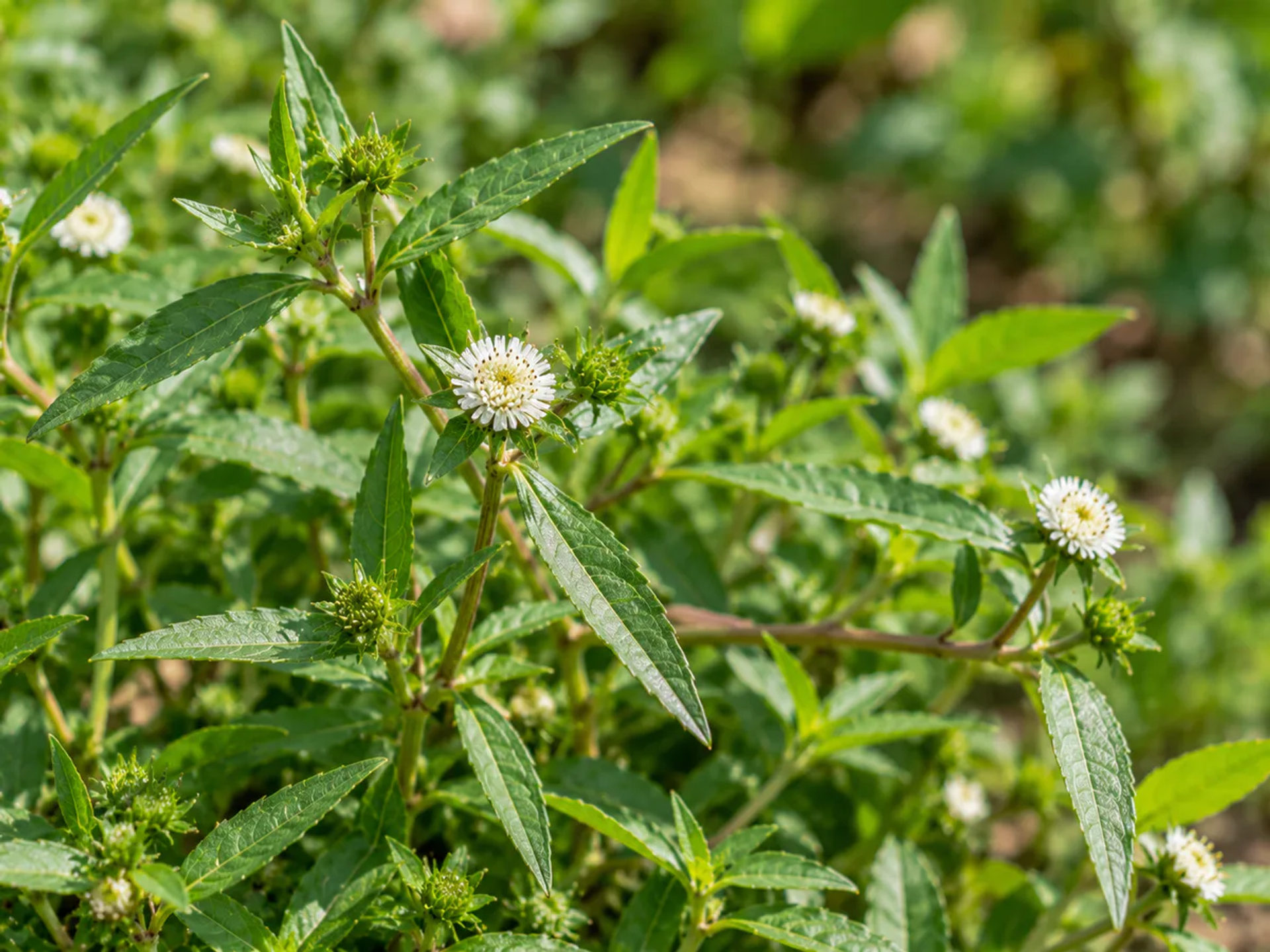 Bhringraj botanical ingredient