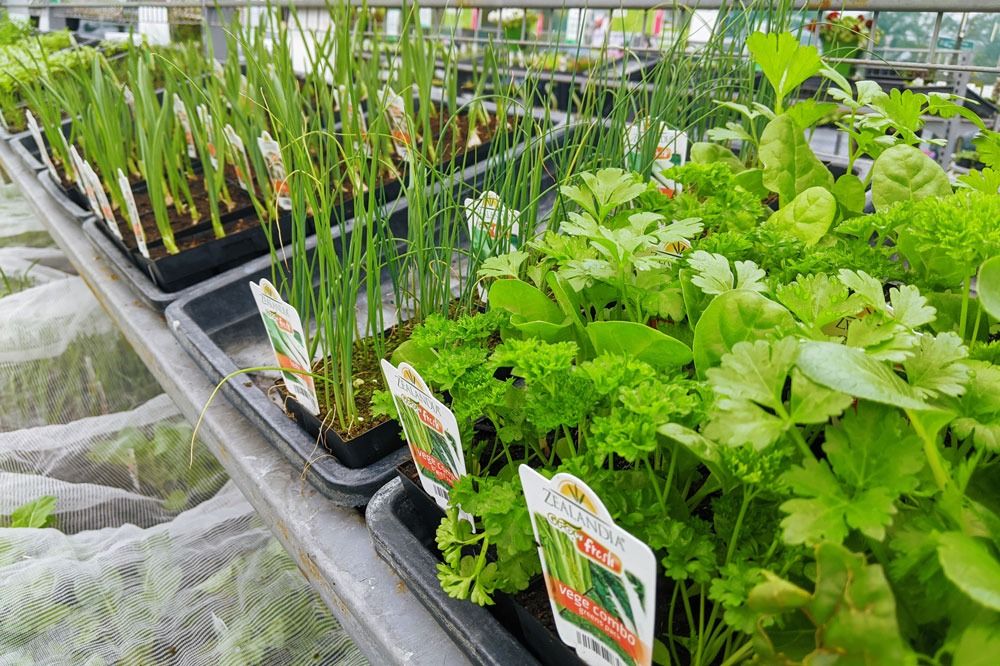 Vegetables seedlings in a garden centre ready to be planted in a vegetable garden