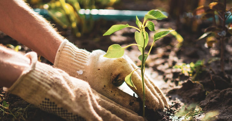 Planting Positivity: The Incredible Benefits of Gardening on Mental Health