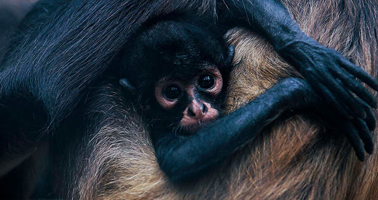 Tulum Activates Primate Protection Protocol as Heat Waves Threaten Spider and Howler Monkeys - Photo 2 Tulum Activates Primate Protection Protocol as Heat Waves Threaten Spider and Howler Monkeys - Photo 2