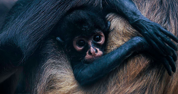 Tulum Activates Primate Protection Protocol as Heat Waves Threaten Spider and Howler Monkeys - Photo 2 Tulum Activates Primate Protection Protocol as Heat Waves Threaten Spider and Howler Monkeys - Photo 2