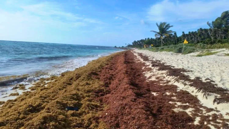 Tulum faces early sargassum surge as 2026 season worsens - Photo 1 Tulum faces early sargassum surge as 2026 season worsens - Photo 1