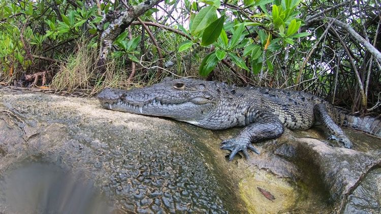 There Is a Crocodile in That Cenote, and Most Tourists Have No Idea - Photo 2