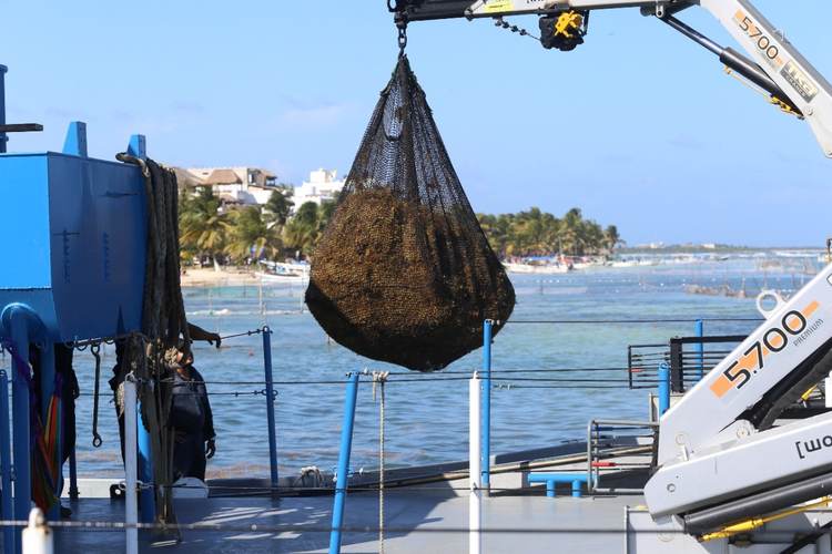 Mexico's Navy Deploys 13 Vessels to Hold Back Sargassum From Quintana Roo Beaches - Photo 1