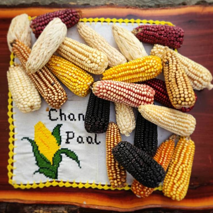 Various corn cobs in different colors arranged around a white cloth label with embroidered text and corn imagery on a wooden surface Various corn cobs in different colors arranged around a white cloth label with embroidered text and corn imagery on a wooden surface