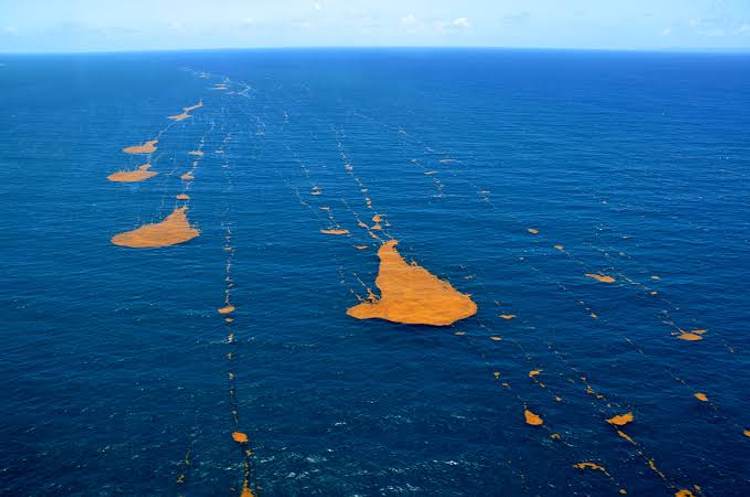 What Is the Sargasso Sea, and Why Is It Not What Buries Tulum? - Photo 1