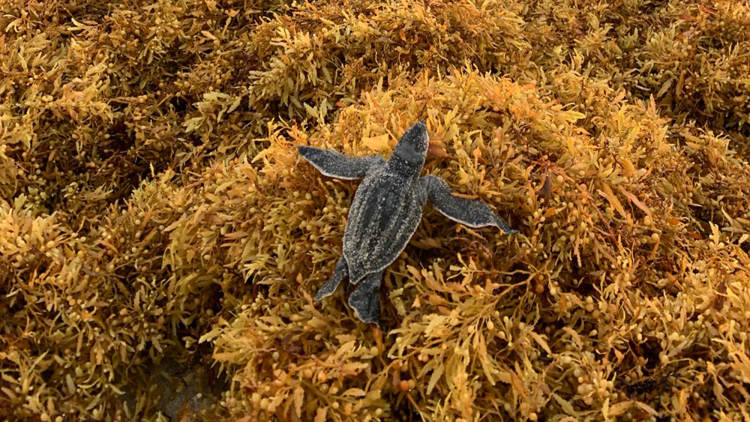What Is the Sargasso Sea, and Why Is It Not What Buries Tulum? - Photo 3