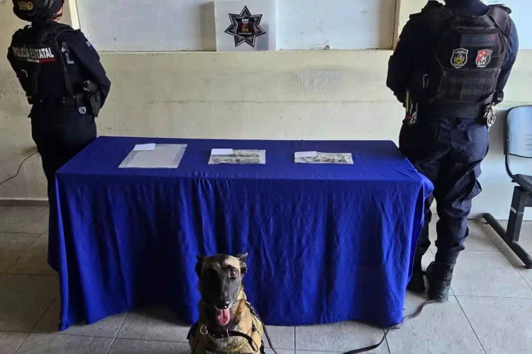How K-9 Agent Kira Became the Silent Hero of the Tulum ADO Terminal - Photo 1 How K-9 Agent Kira Became the Silent Hero of the Tulum ADO Terminal - Photo 1