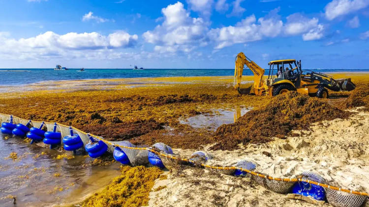 What Is the Sargasso Sea, and Why Is It Not What Buries Tulum? - Photo 2