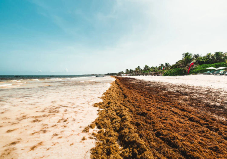 Satellite monitoring drives faster response to sargassum risk in Tulum - Photo 2 Satellite monitoring drives faster response to sargassum risk in Tulum - Photo 2