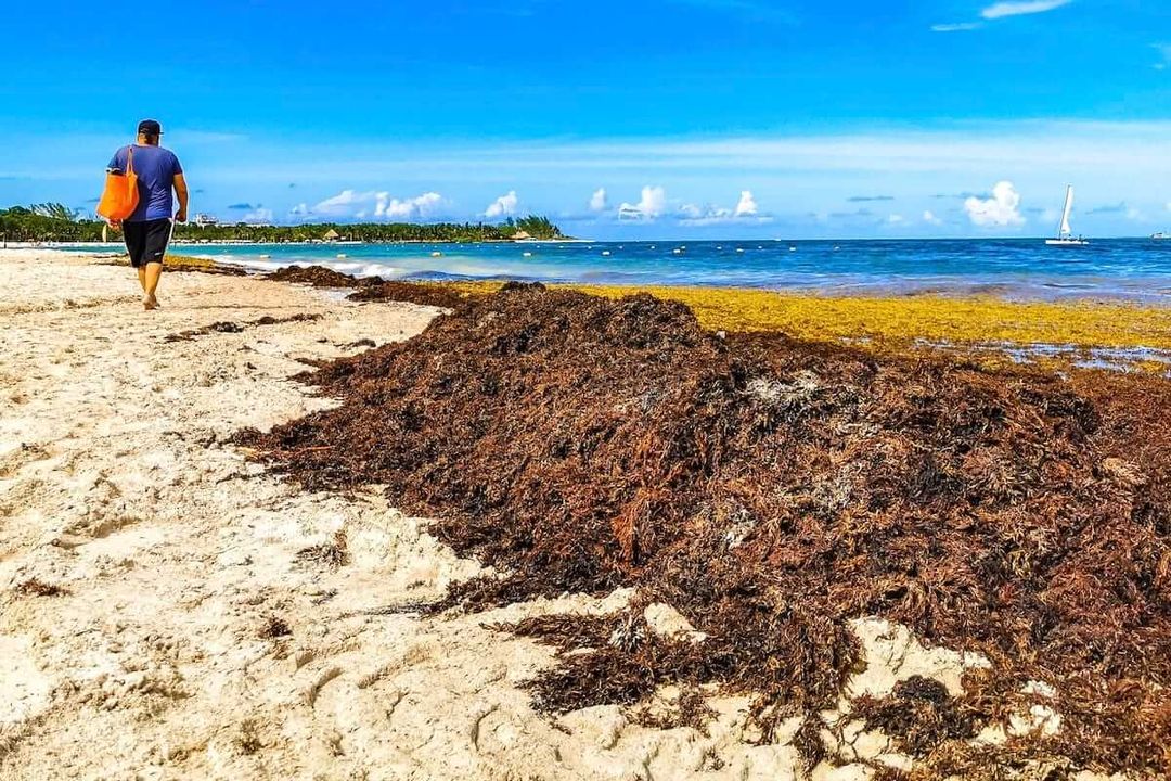 Can Riviera Maya turn the 2025 sargassum crisis into opportunity?