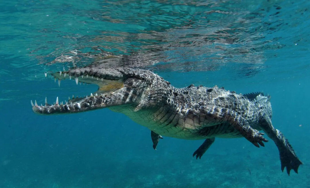 Según las creencias ancestrales, el aumento de avistamientos de cocodrilos en Tulum indica la llegada de la temporada de lluvias. Surge in Crocodile Sightings in Tulum Signals Rainy Season, According to Ancestral Beliefs