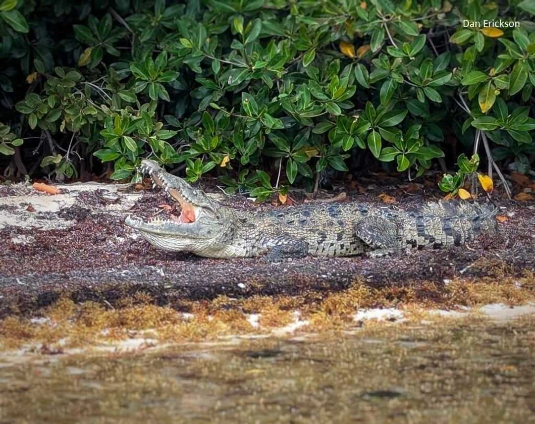 Tulum Shines in Global City Nature Challenge with Over 360 Species Recorded