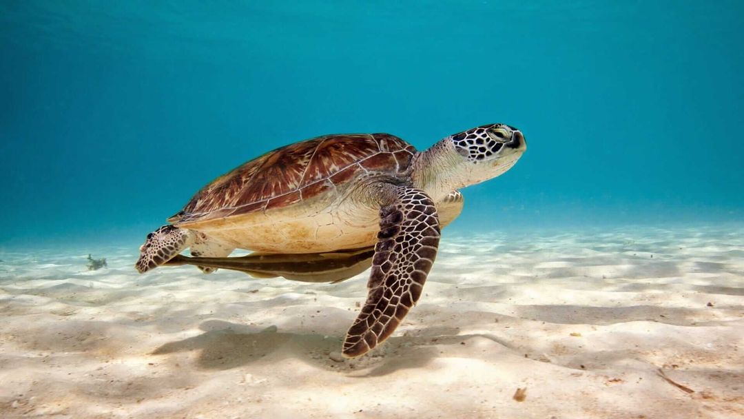 Call to Expand Marine Turtle Sanctuary Gains Momentum in Coastal Mexico