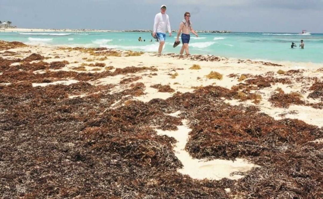 El frente de sargazo del Atlántico se enfrenta a un aumento récord de 40 millones de toneladas. Atlantic’s Sargassum frontline faces record 40 million ton surge