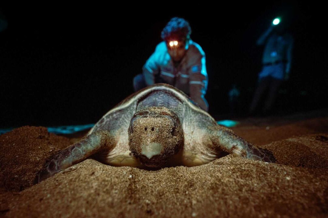 Sea turtle nesting in Tulum stirs hearts and science Sea turtle nesting in Tulum stirs hearts and science