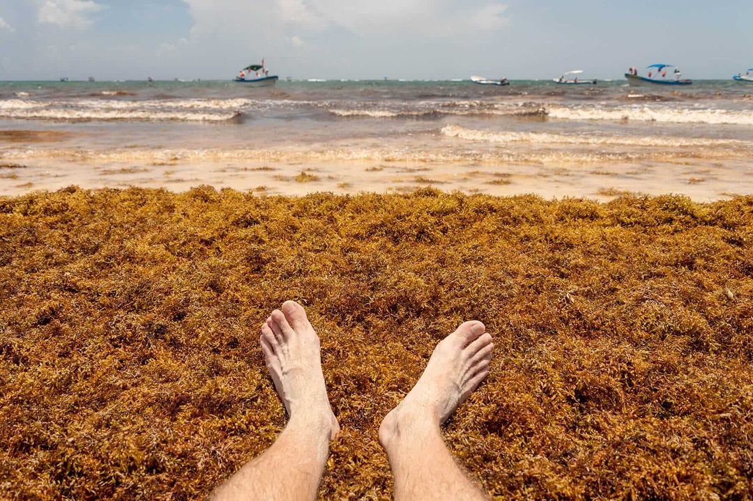 Sargassum in Cancun: Hotels Slam Government Over Lack of Aid Sargassum in Cancun: Hotels Slam Government Over Lack of Aid