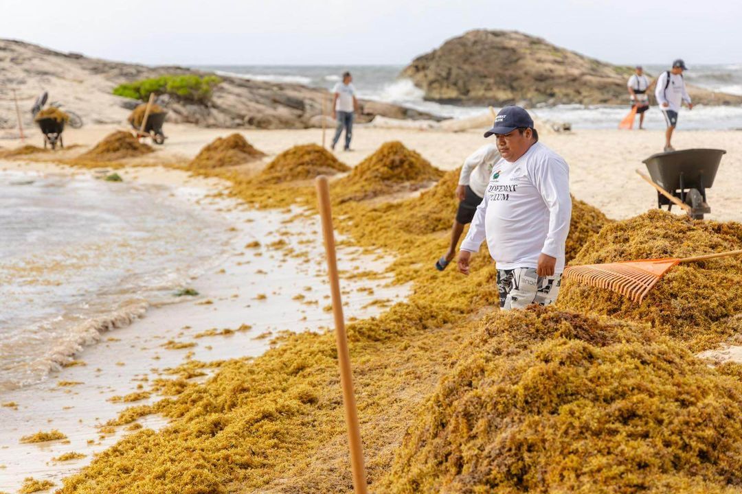 Barreras contra el sargazo en Tulum: Comienza una operación de limpieza de 2,5 km con el apoyo de la Armada. Tulum Sargassum Barriers: 2.5km of Navy-Backed Cleanup Kicks Off