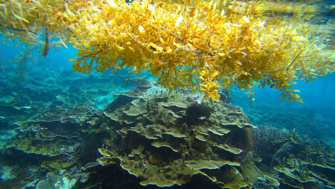 The origin of sargassum seaweed and how it’s reshaping Caribbean shores The origin of sargassum seaweed and how it’s reshaping Caribbean shores