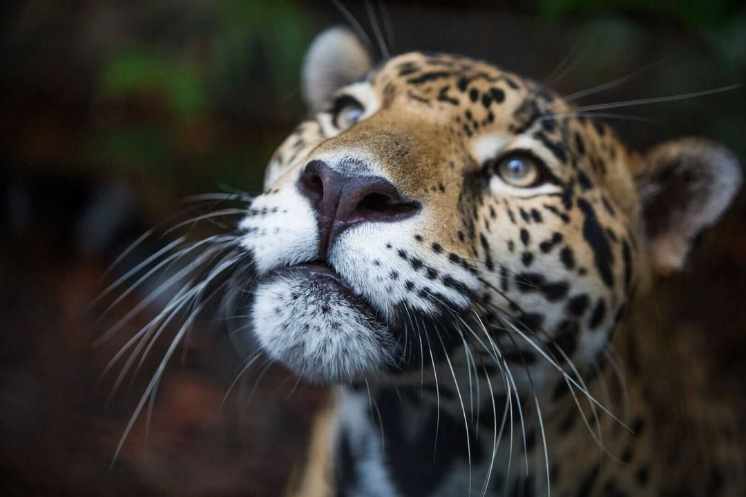 Jaguar conservation in Nayarit sparks connections with Tulum’s biodiversity challenges Jaguar conservation in Nayarit sparks connections with Tulum’s biodiversity challenges