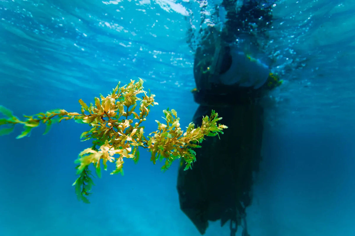 Sargassum in Tulum Is Surging and Locals Are Reaching a Breaking Point Sargassum in Tulum Is Surging and Locals Are Reaching a Breaking Point