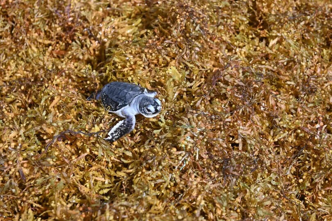 La lucha contra el sargazo se ha convertido en una batalla donde tanto la naturaleza como el error humano pierden. Fighting sargassum has become a battle where nature and human error both lose