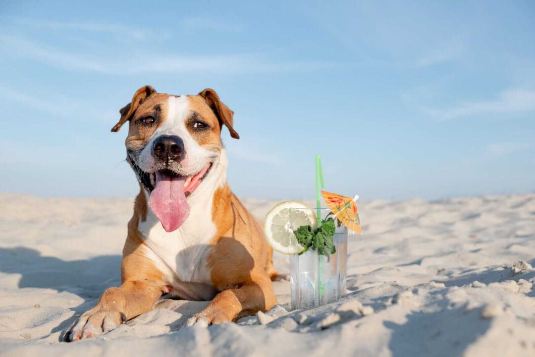 How to Prevent Heat Stroke in Dogs During the Hot Summer Months